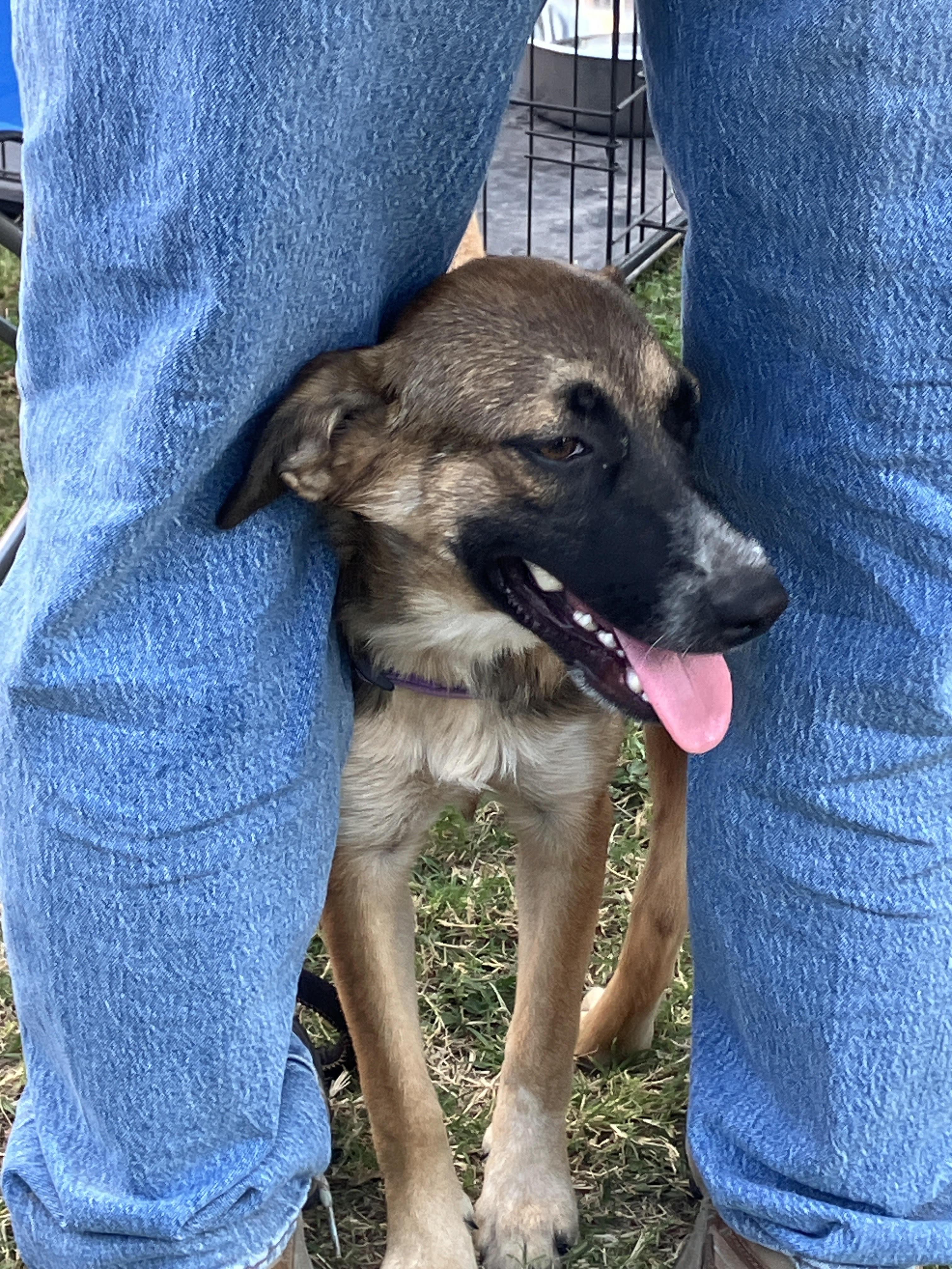 ASIA-Adorable and Active, a Adoptable mixed breed in Georgetown, TX image 2/6