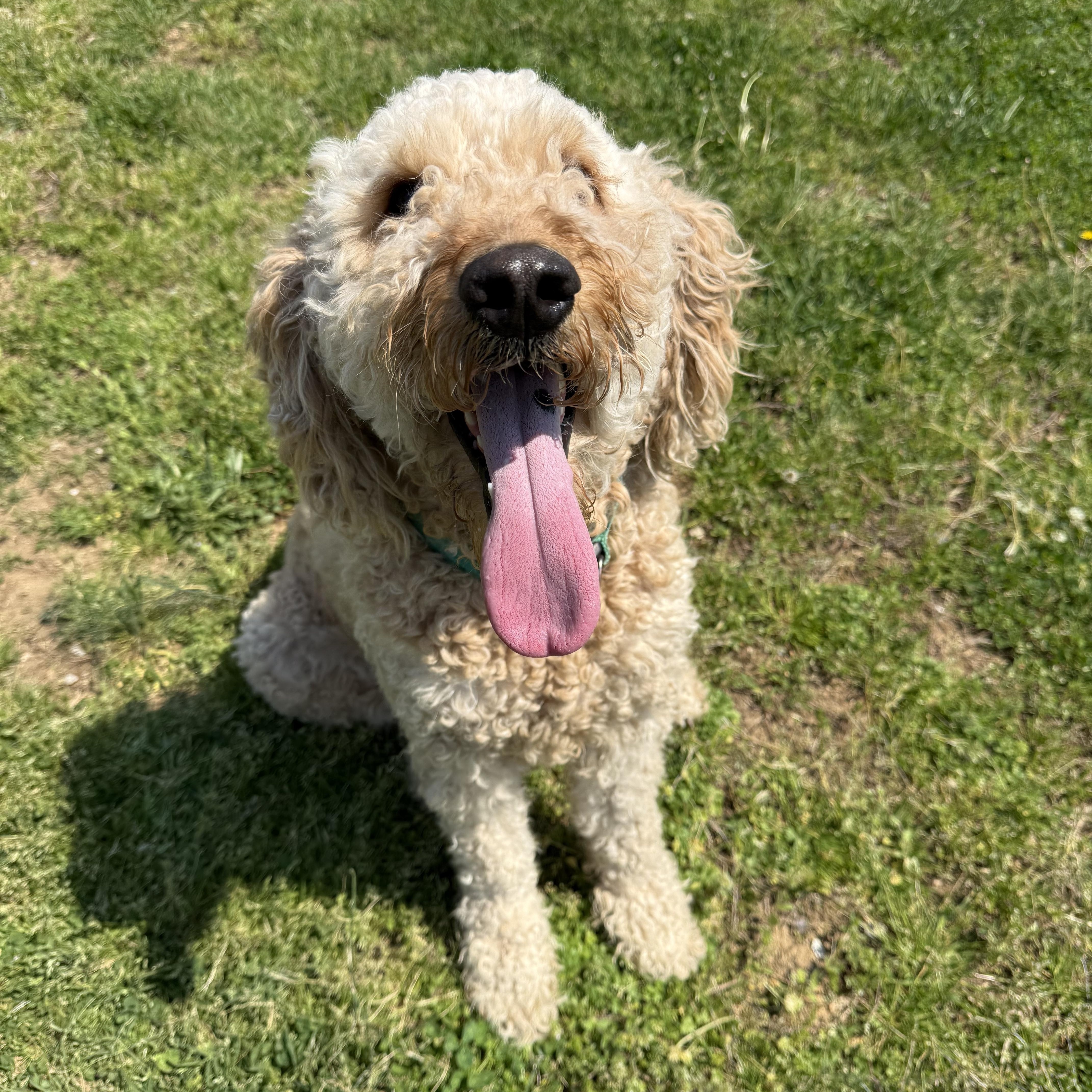 Enlarge Teddy , an adopted Goldendoodle in Hendersonville, TN image 1/1