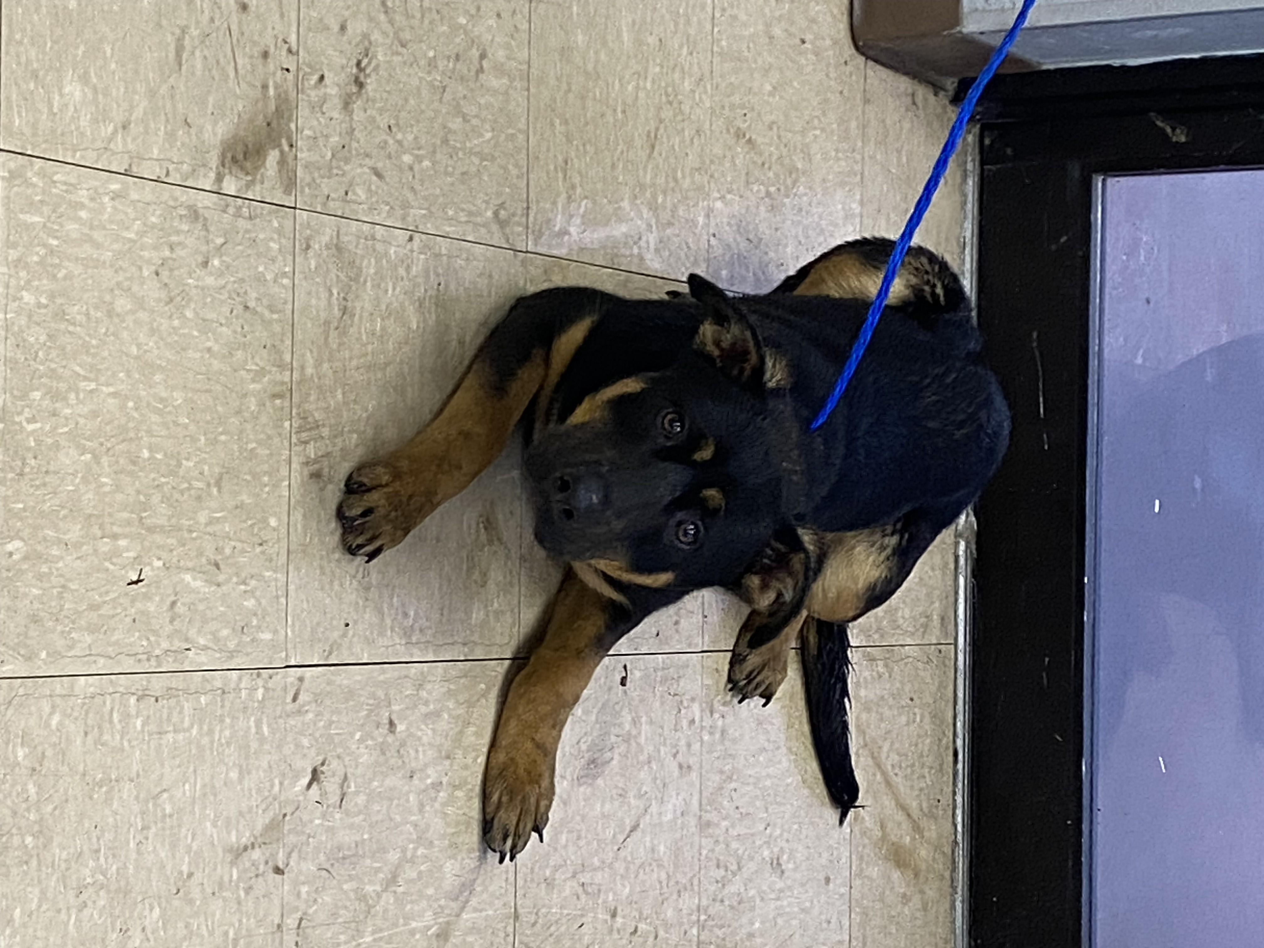 AZALEA, Adoptable, Young Female German Shepherd Dog & Mixed Breed.