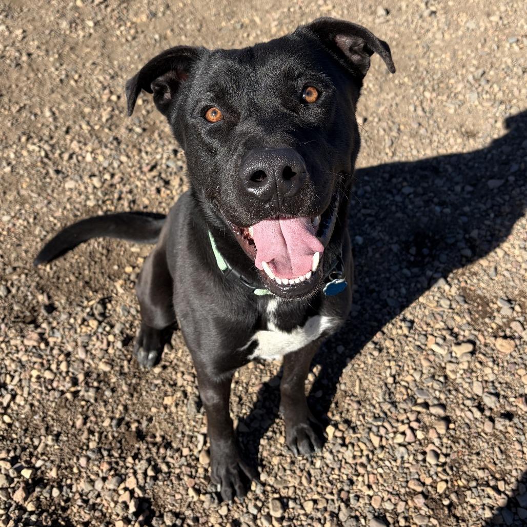 Chico, Adoptable, Adult Male American Bulldog & Labrador Retriever.