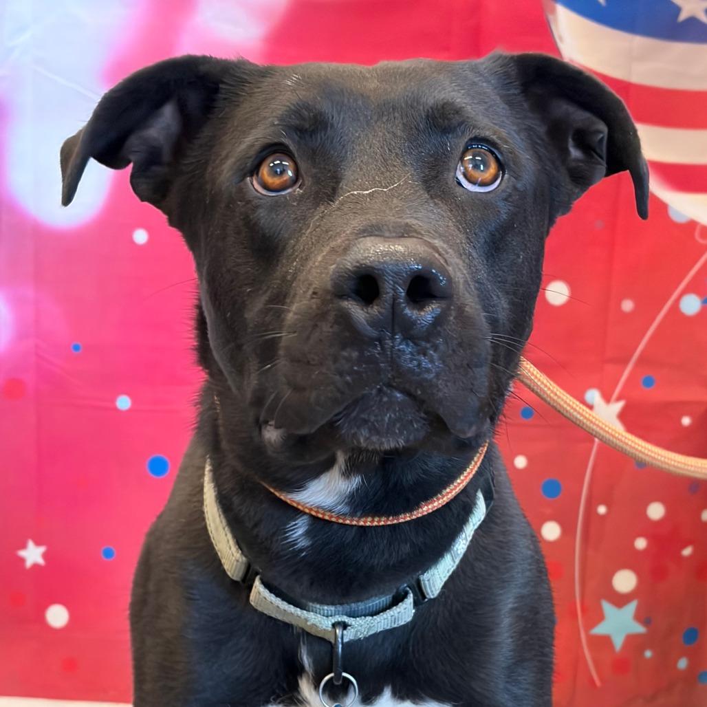 Chico, Adoptable, Adult Male American Bulldog & Labrador Retriever.
