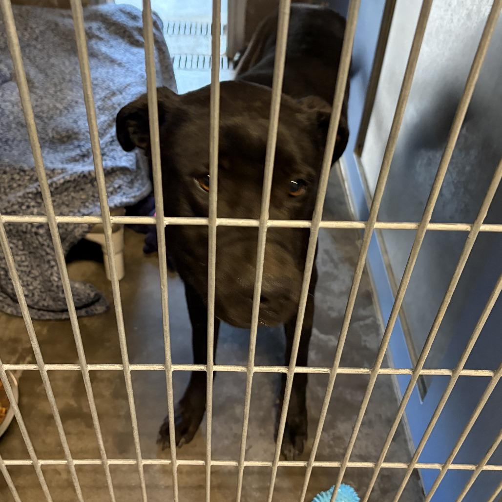 Chico, Adoptable, Adult Male American Bulldog & Labrador Retriever.