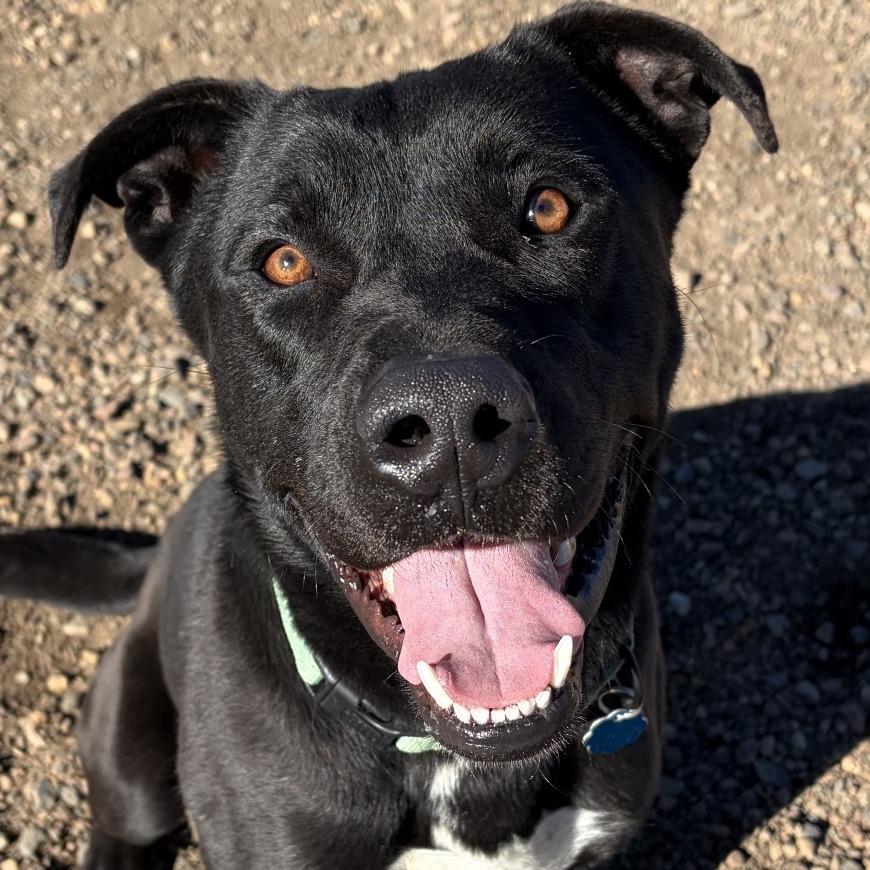 Enlarge Chico, a Adoptable mixed breed in Show Low, AZ image 2/3