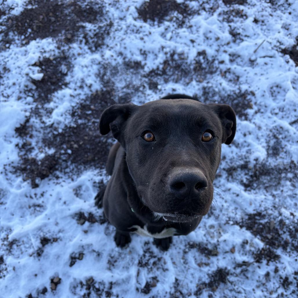 Enlarge Chico, a Adoptable mixed breed in Show Low, AZ image 3/3