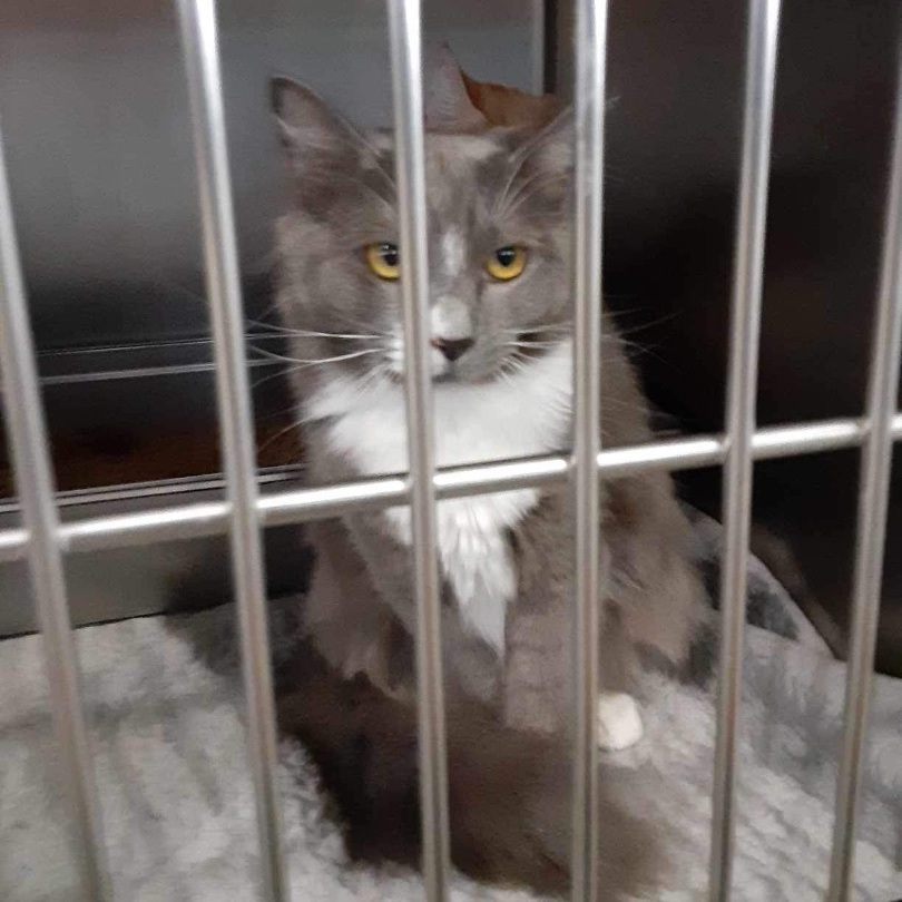 Chai - in foster home, a Adoptable Domestic Long Hair in Myrtle Beach, SC image 5/5