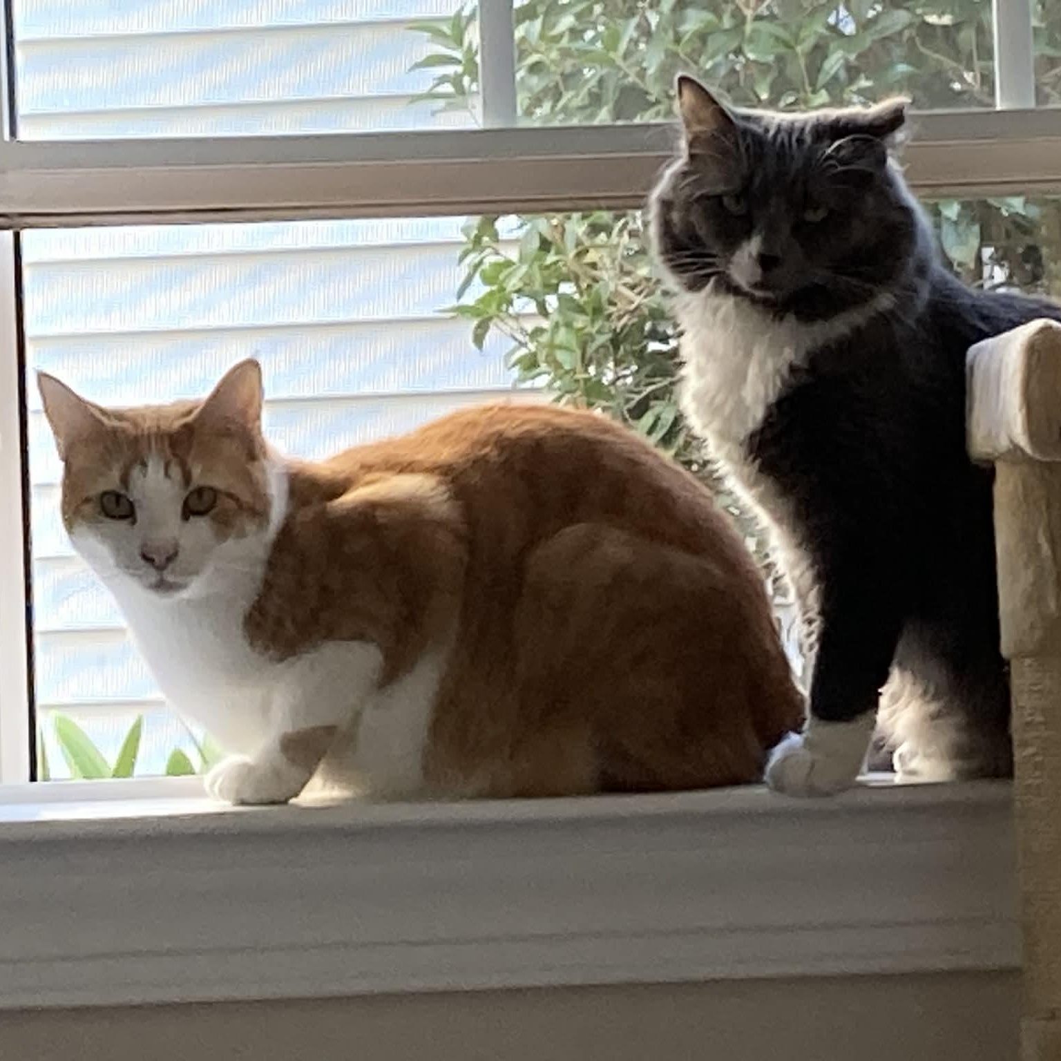 Chai - in foster home, a Adoptable Domestic Long Hair in Myrtle Beach, SC image 3/5