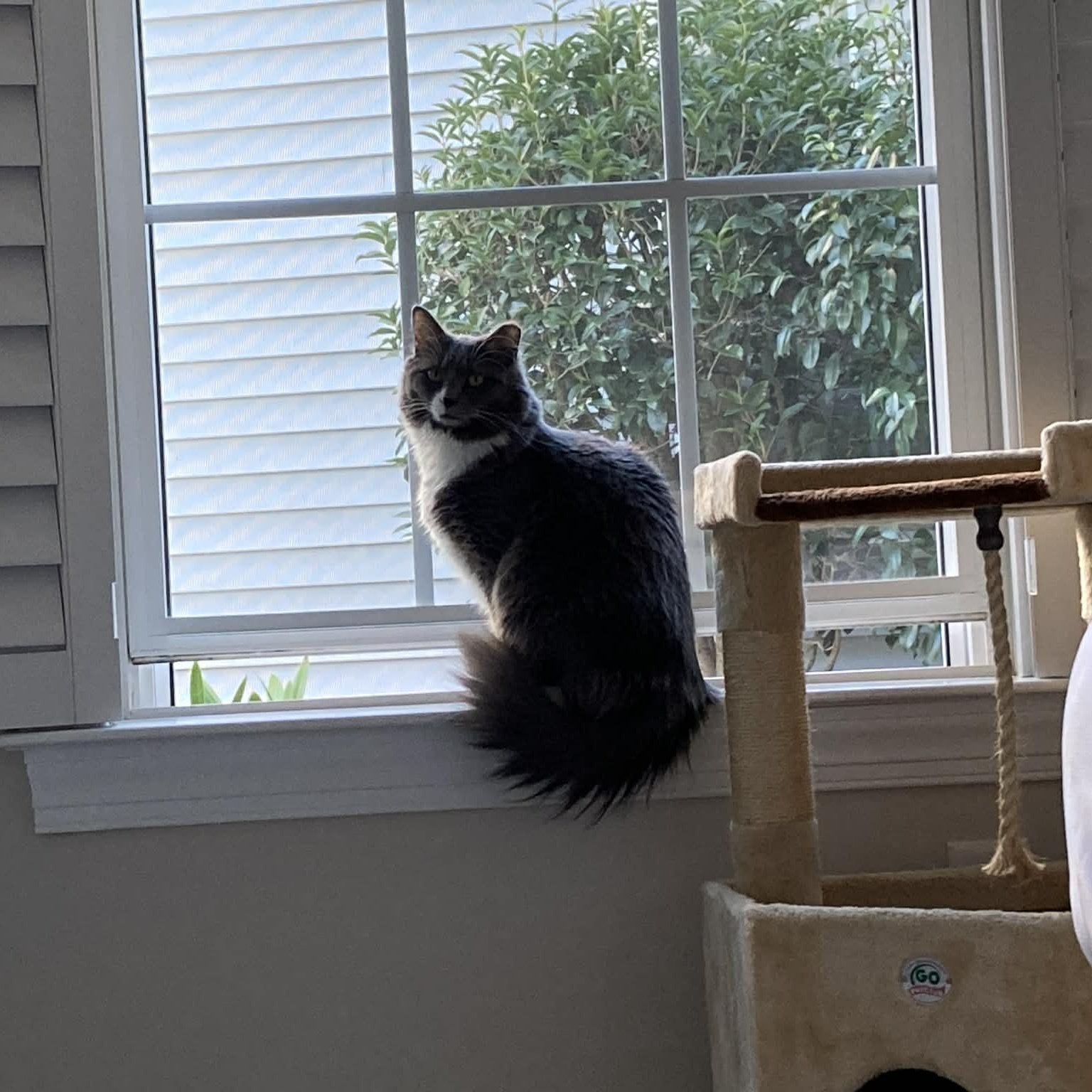 Chai - in foster home, an adoptable Domestic Long Hair in Myrtle Beach, SC, 29579 | Photo Image 1