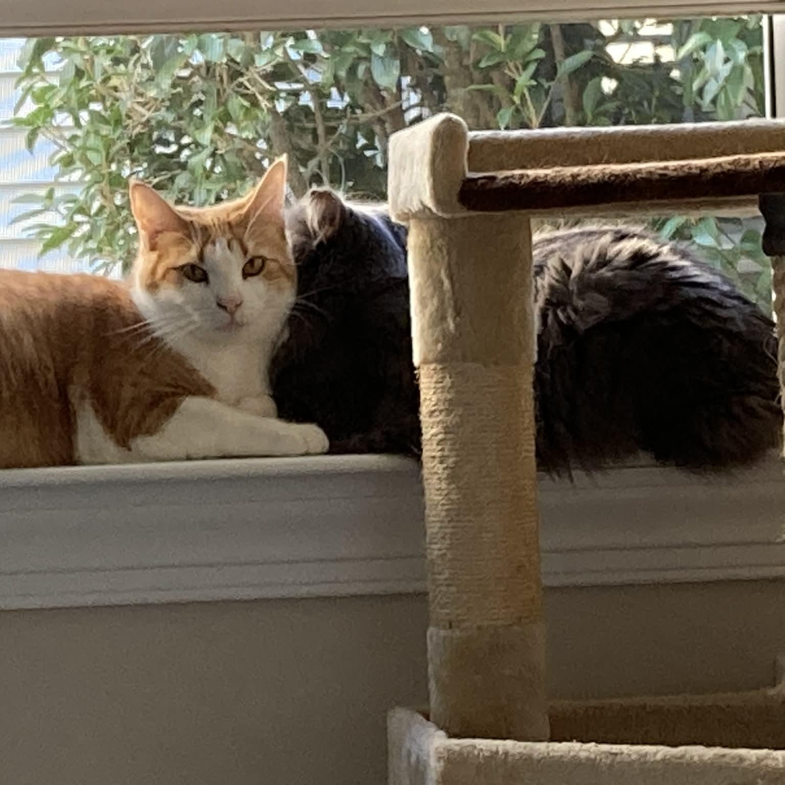 Chai - in foster home, a Adoptable Domestic Long Hair in Myrtle Beach, SC image 4/5