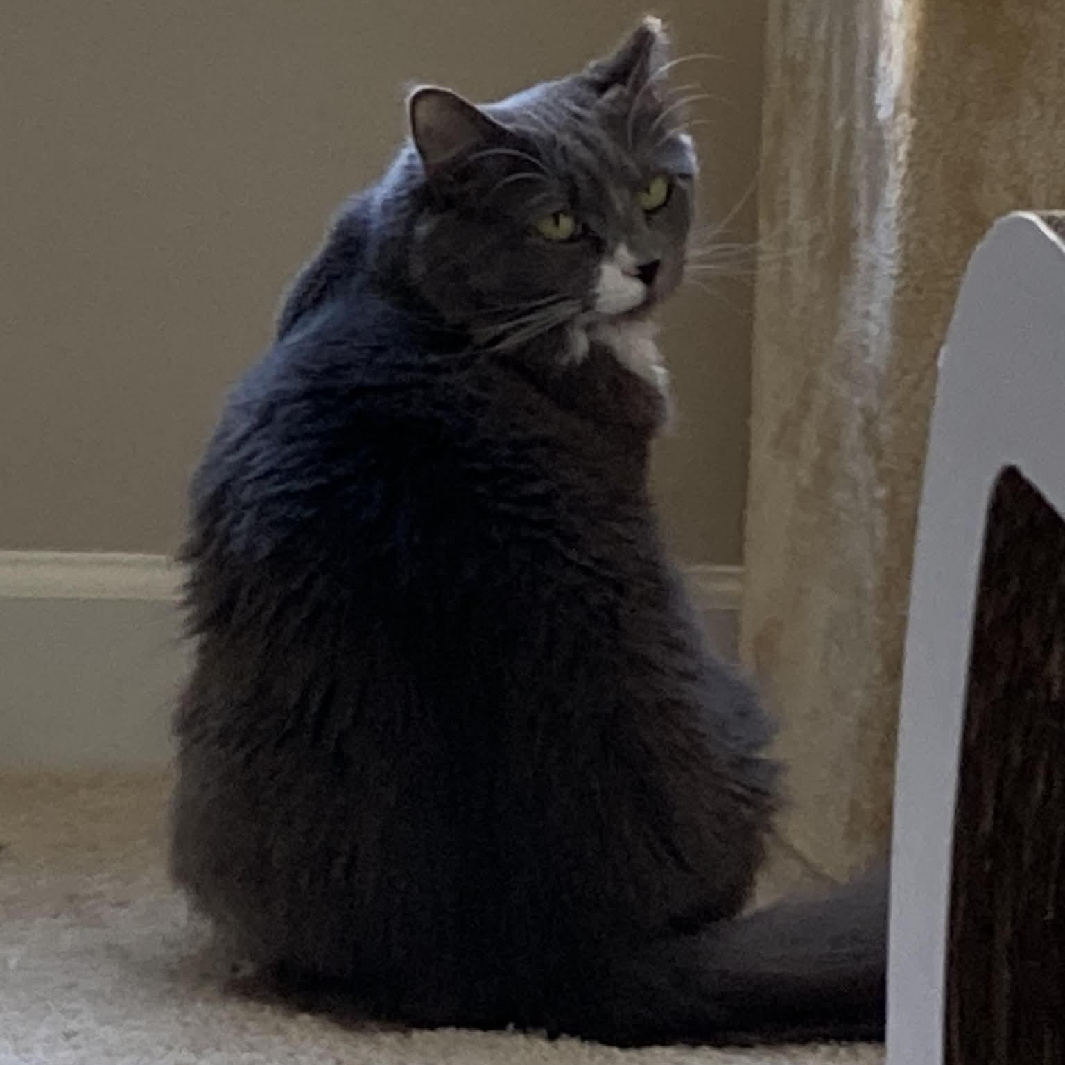 Chai - in foster home, Adoptable, Adult Female Domestic Long Hair.