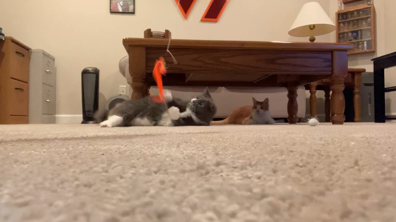 Enlarge Chai - in foster home, a Adoptable Domestic Long Hair in Myrtle Beach, SC video 6/6