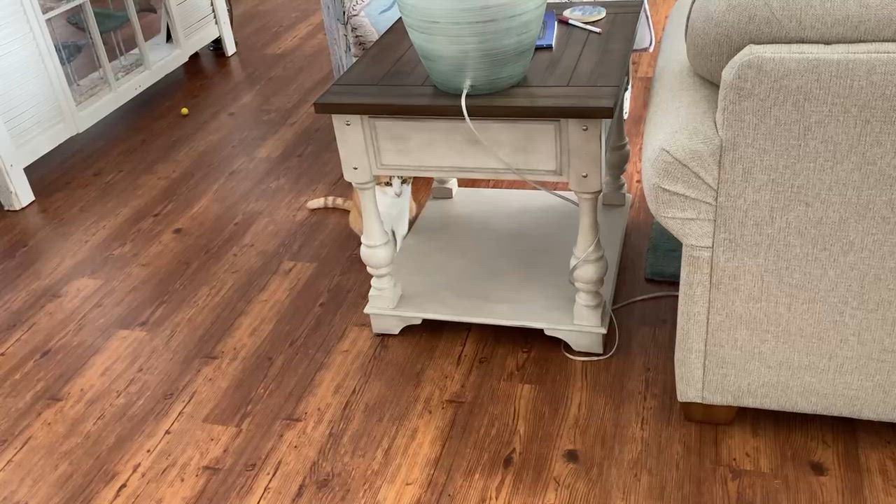 Enlarge Chai - in foster home, a Adoptable Domestic Long Hair in Myrtle Beach, SC video 6/6