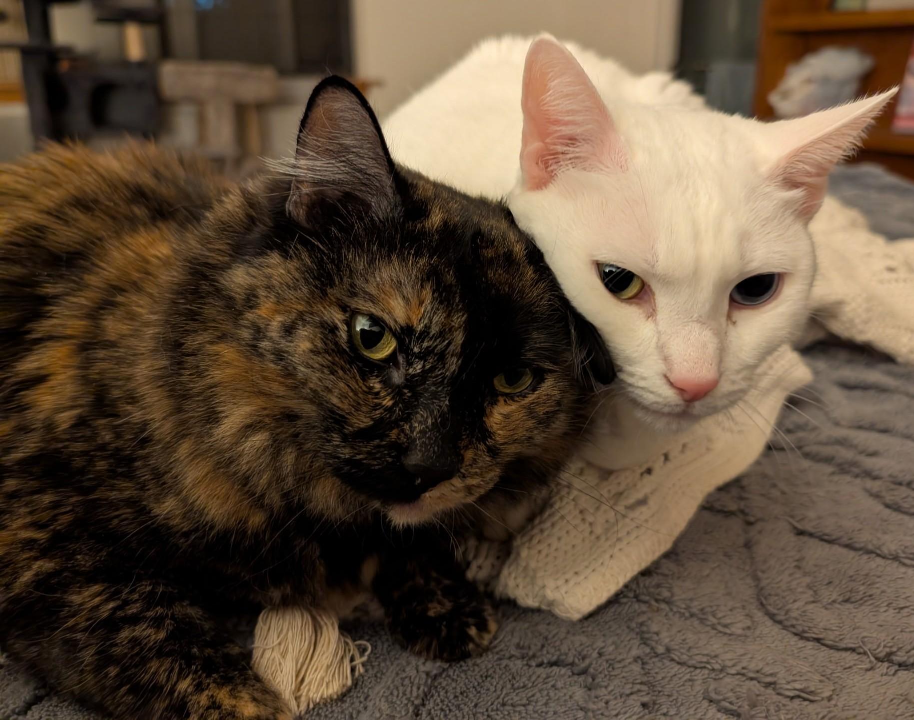 Enlarge SNOWBALL & LOLLY - Bonded - Courtesy Listing, an adopted Domestic Medium Hair in Prescott, AZ image 1/6