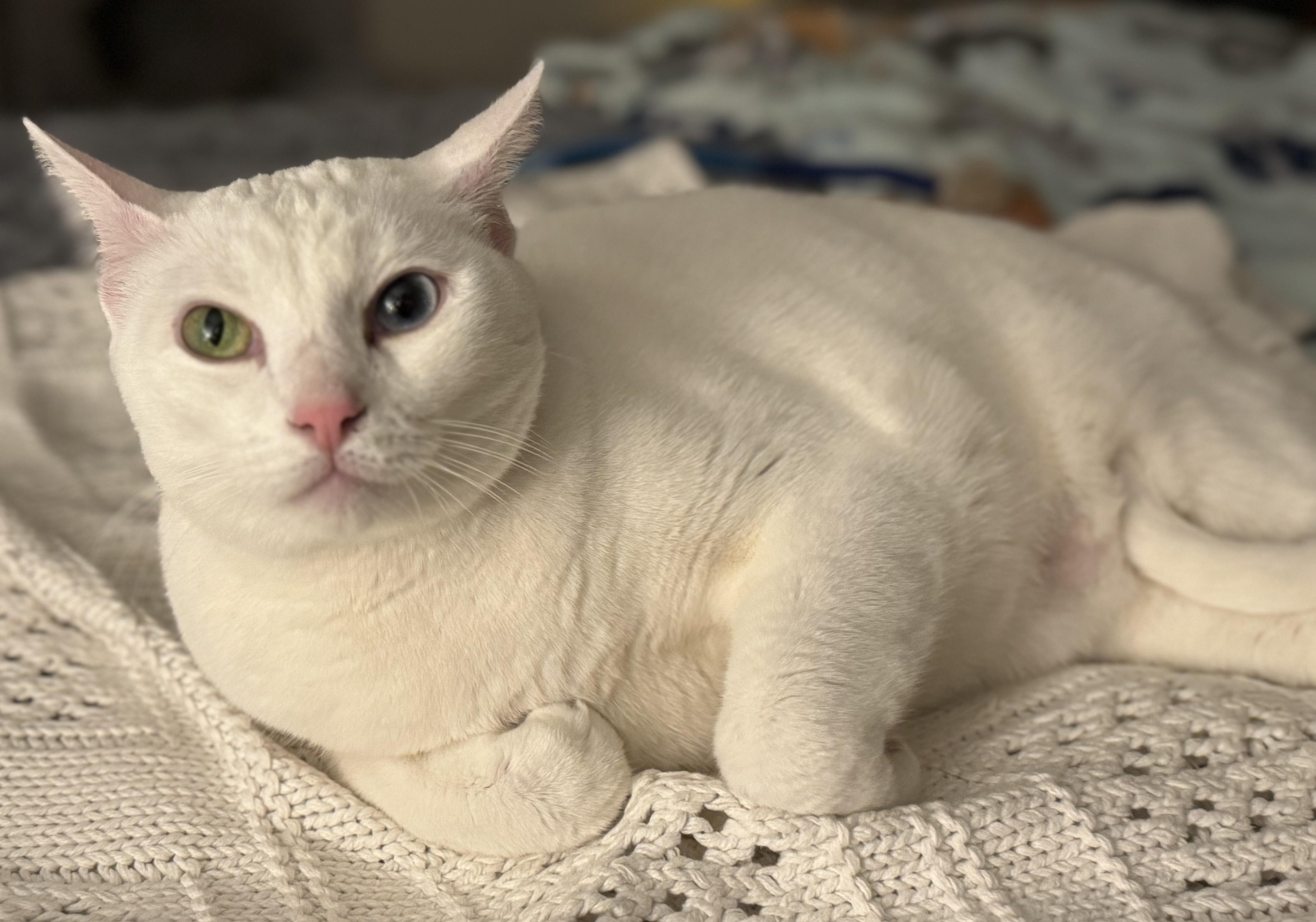 Enlarge SNOWBALL & LOLLY - Bonded - Courtesy Listing, an adopted Domestic Medium Hair in Prescott, AZ image 4/6