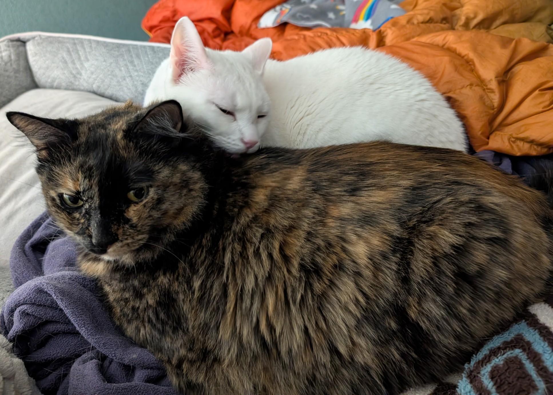 Enlarge SNOWBALL & LOLLY - Bonded - Courtesy Listing, an adopted Domestic Medium Hair in Prescott, AZ image 5/6