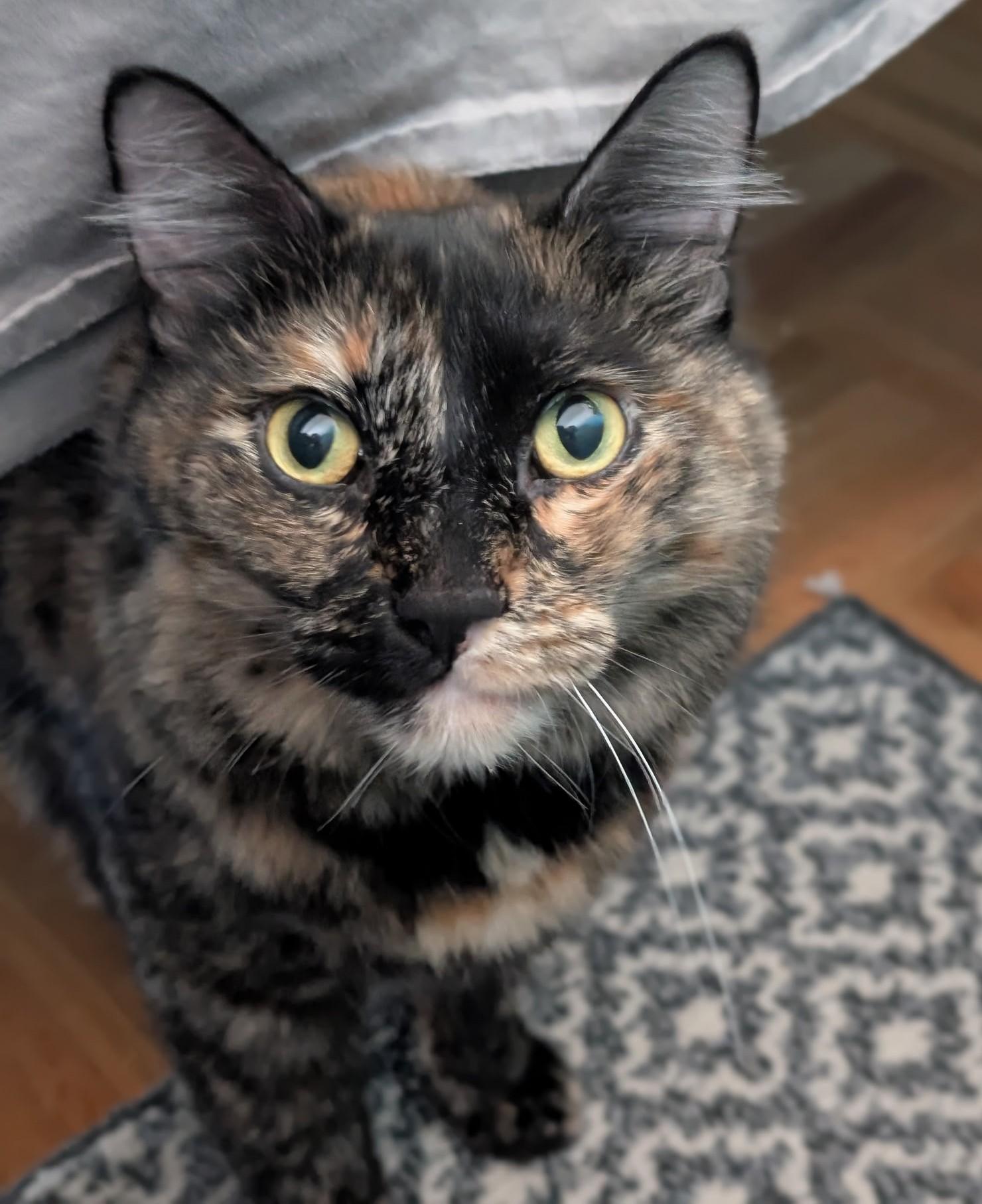 Enlarge SNOWBALL & LOLLY - Bonded - Courtesy Listing, an adopted Domestic Medium Hair in Prescott, AZ image 3/6