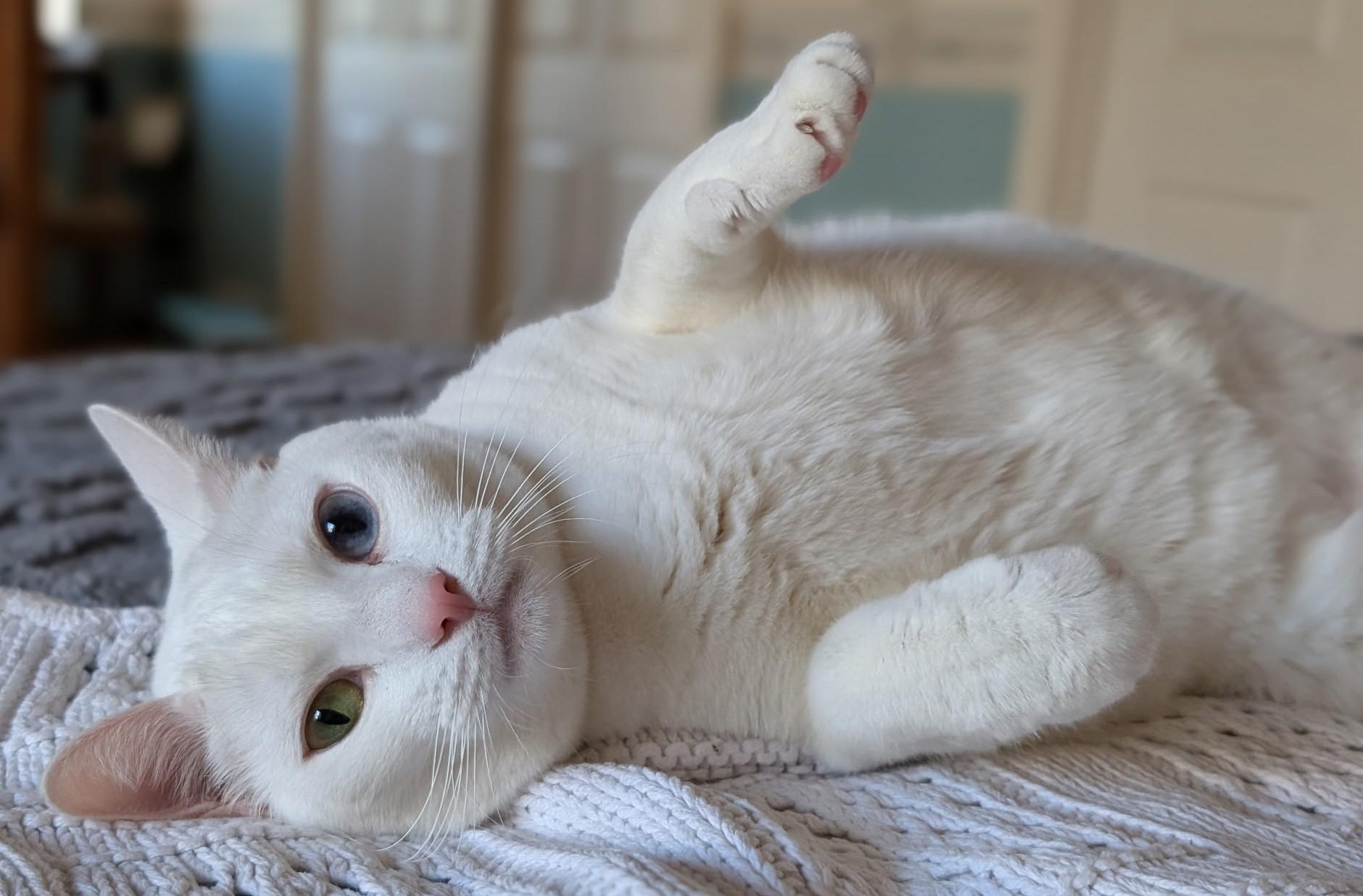 Enlarge SNOWBALL & LOLLY - Bonded - Courtesy Listing, an adopted Domestic Medium Hair in Prescott, AZ image 2/6