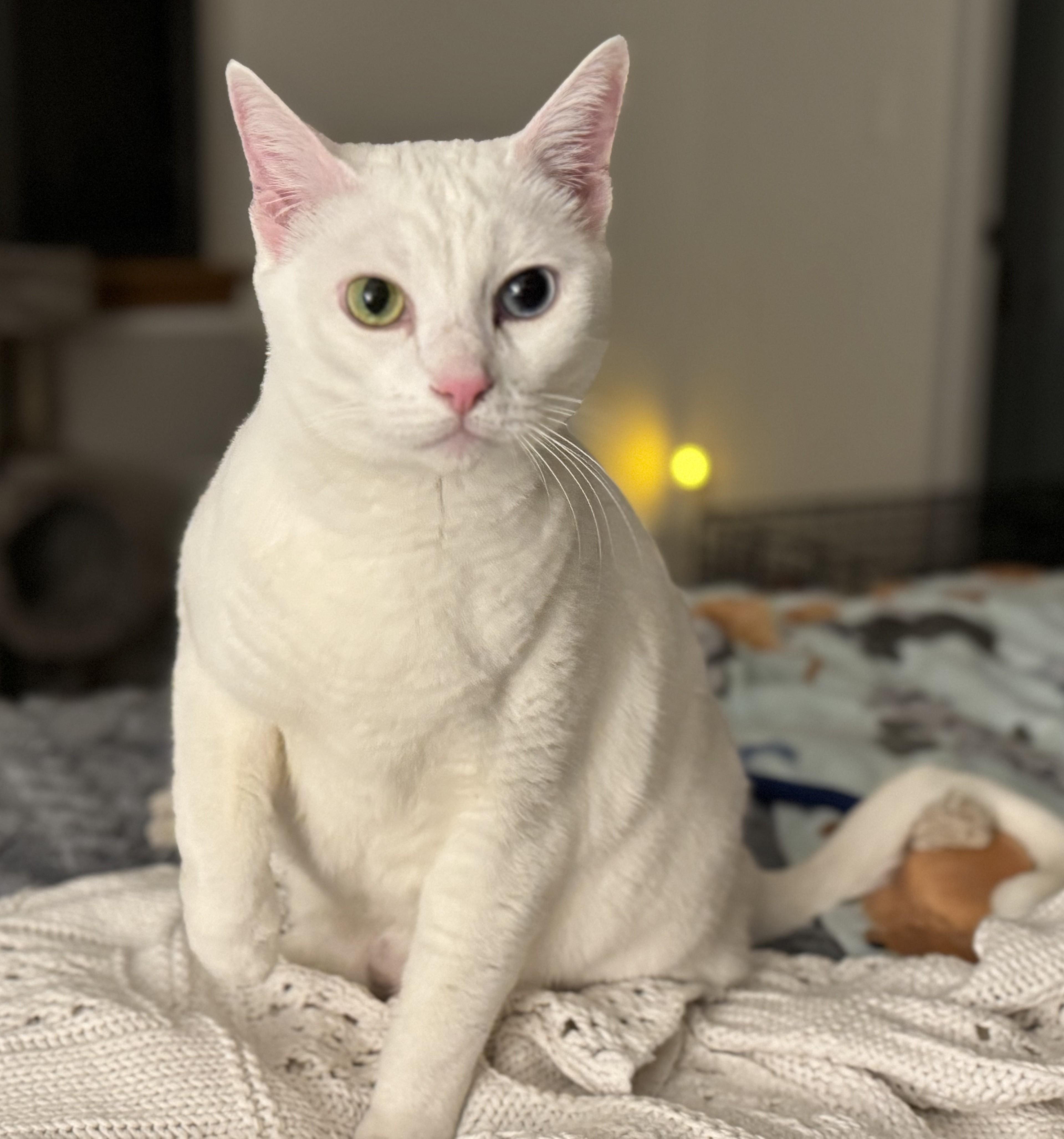 Enlarge SNOWBALL & LOLLY - Bonded - Courtesy Listing, an adopted Domestic Medium Hair in Prescott, AZ image 6/6