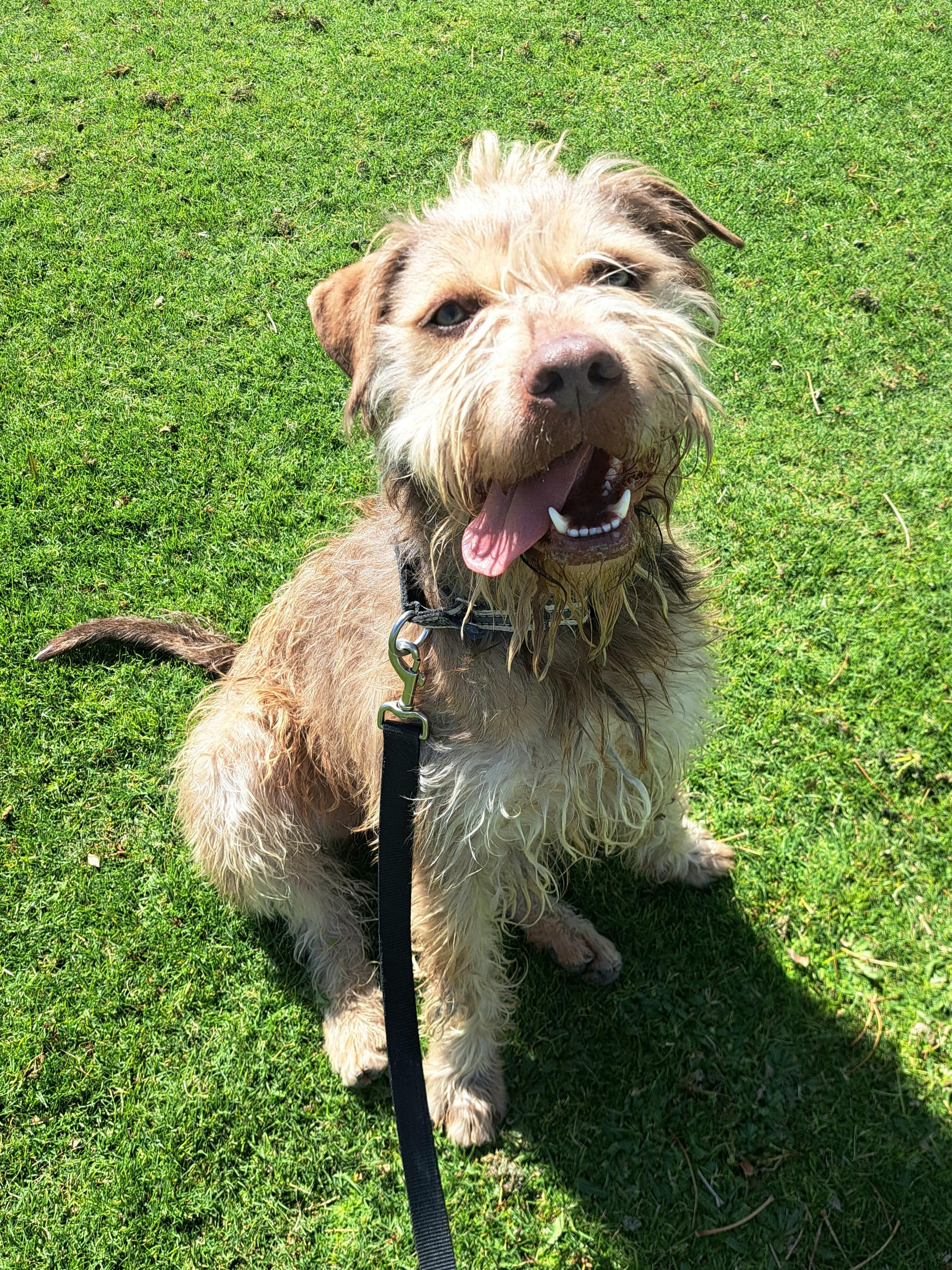 Princeton, a Adoptable mixed breed in Glendale, AZ image 1/5
