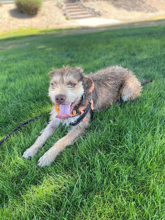 Princeton, a Adoptable mixed breed in Glendale, AZ image 2/5