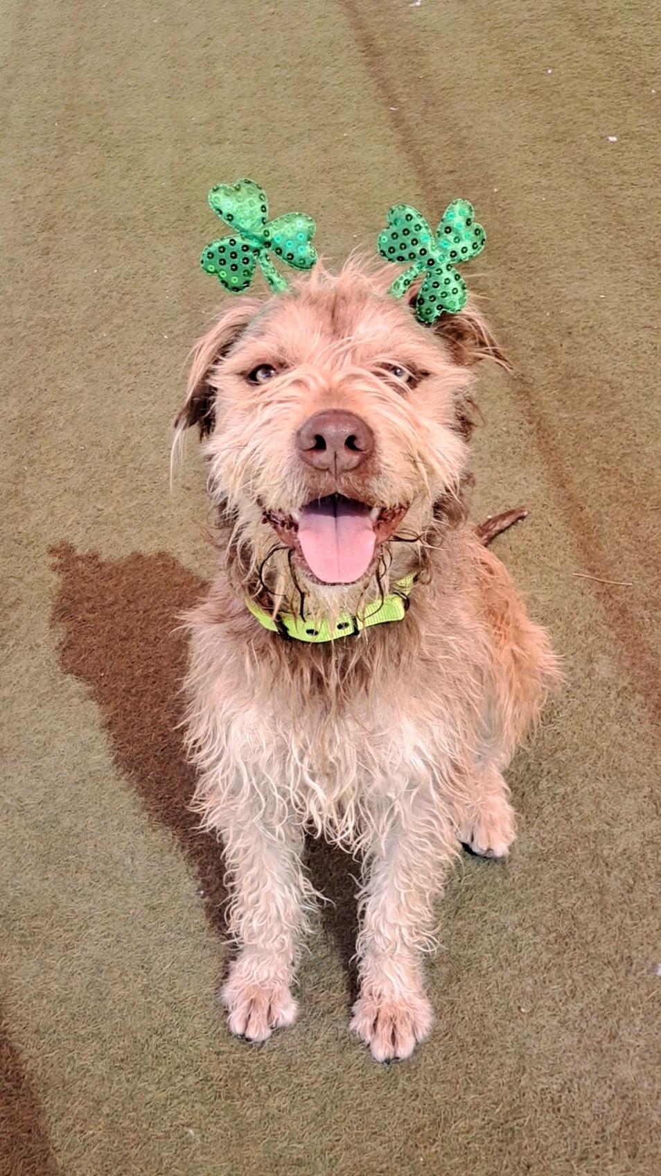 Enlarge Princeton, a Adoptable mixed breed in Glendale, AZ image 1/5