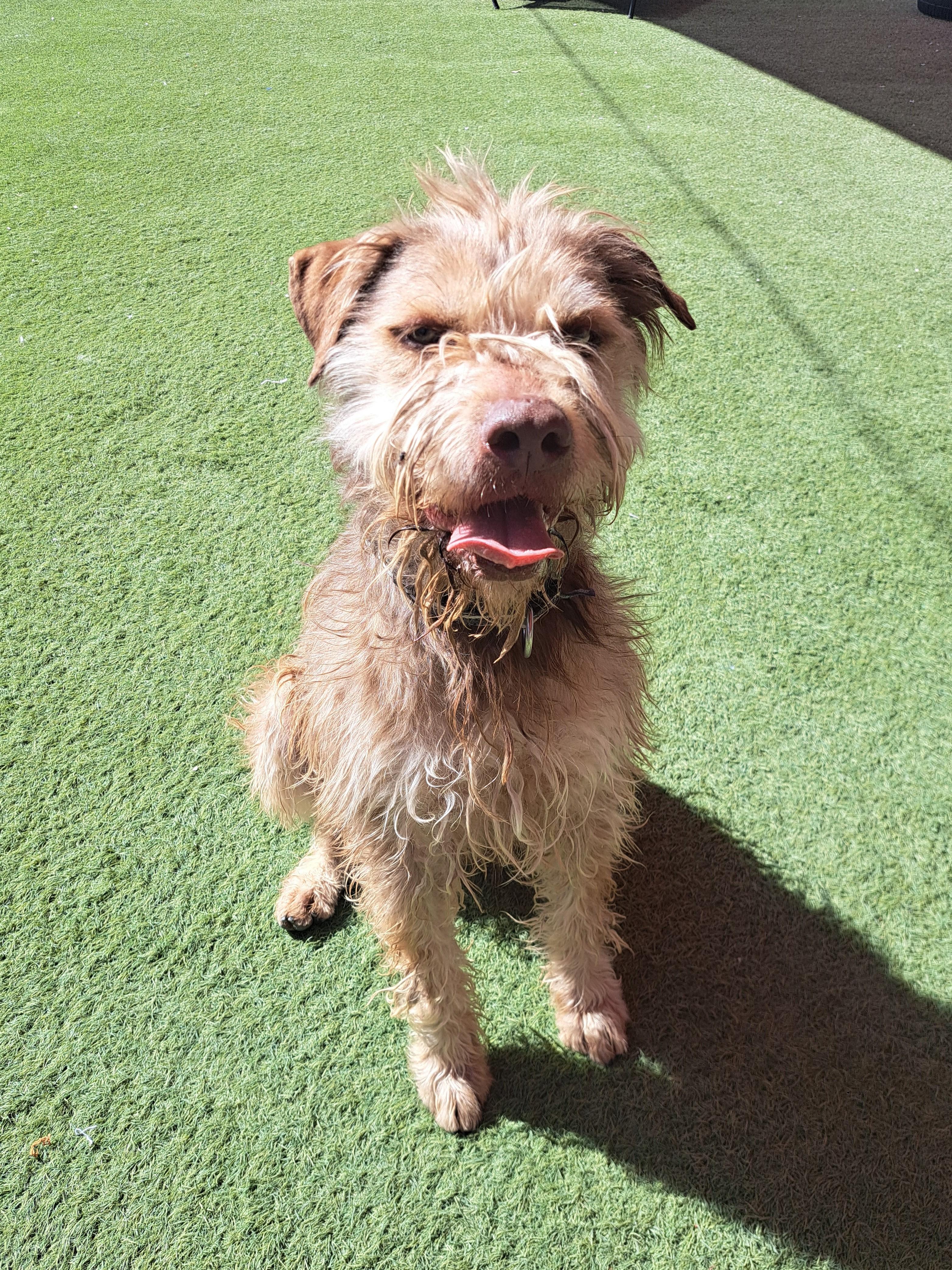 Princeton, a Adoptable mixed breed in Glendale, AZ image 3/5