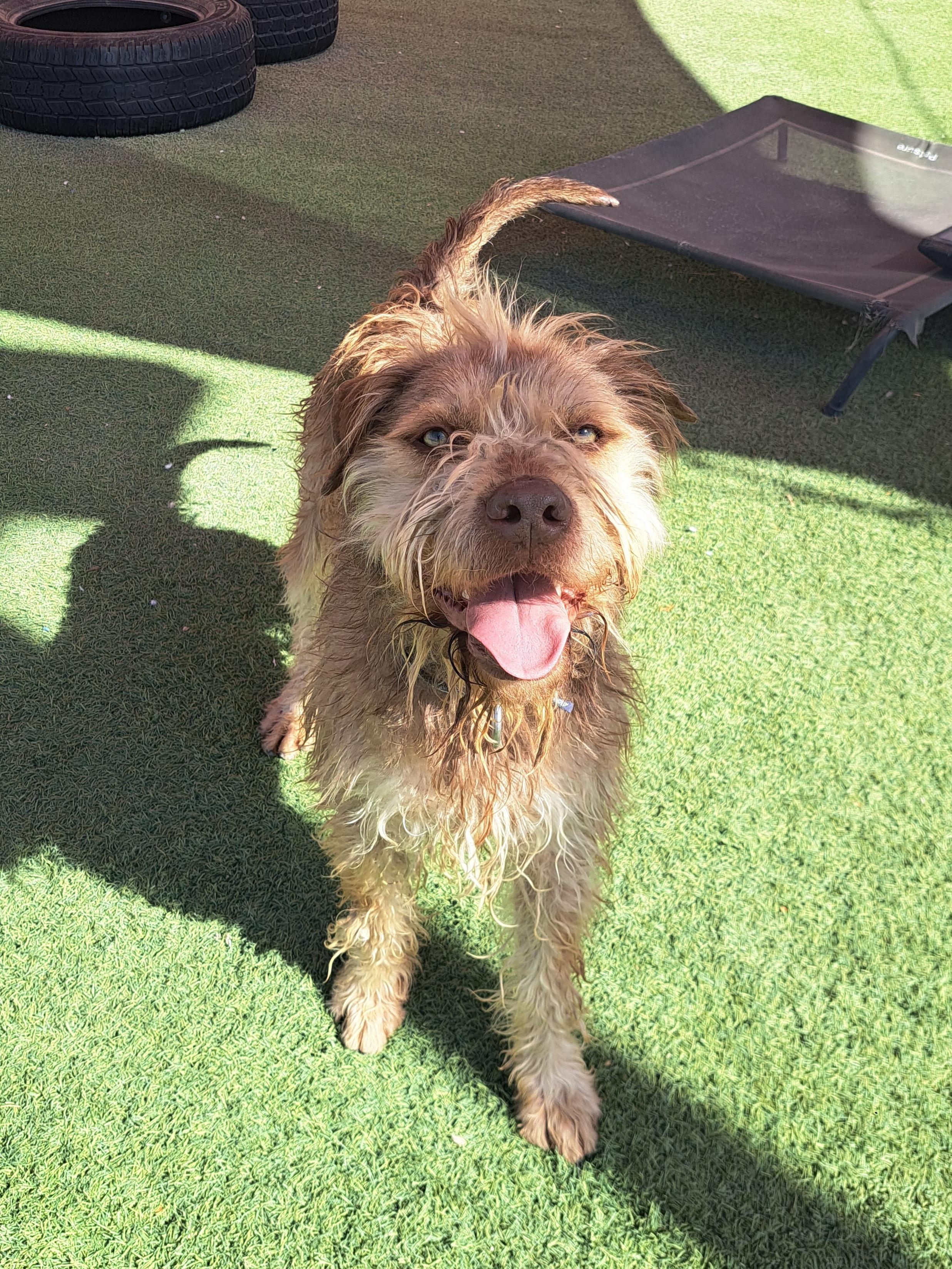 Princeton, Adoptable, Adult Male Wheaten Terrier.