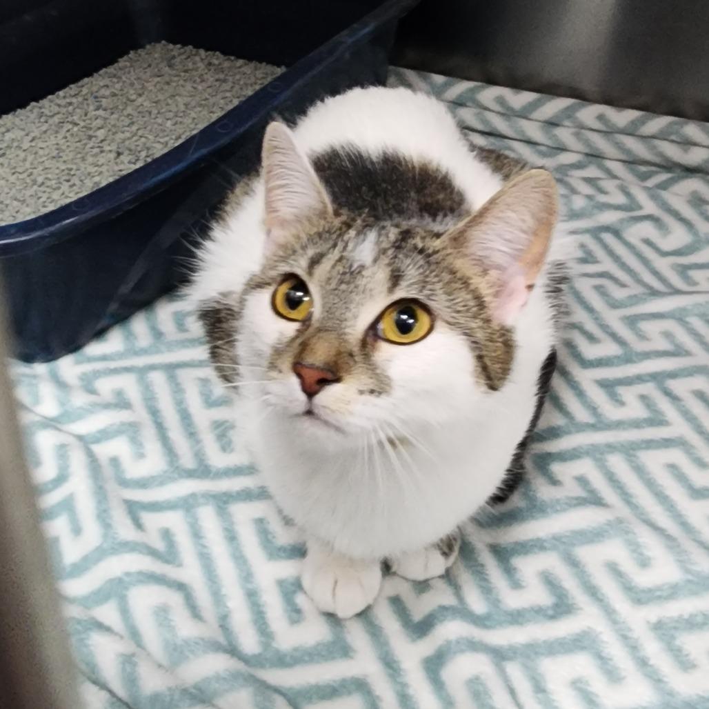 Enlarge Girlypop!, a Adoptable Domestic Short Hair in Dixon, IL image 1/1