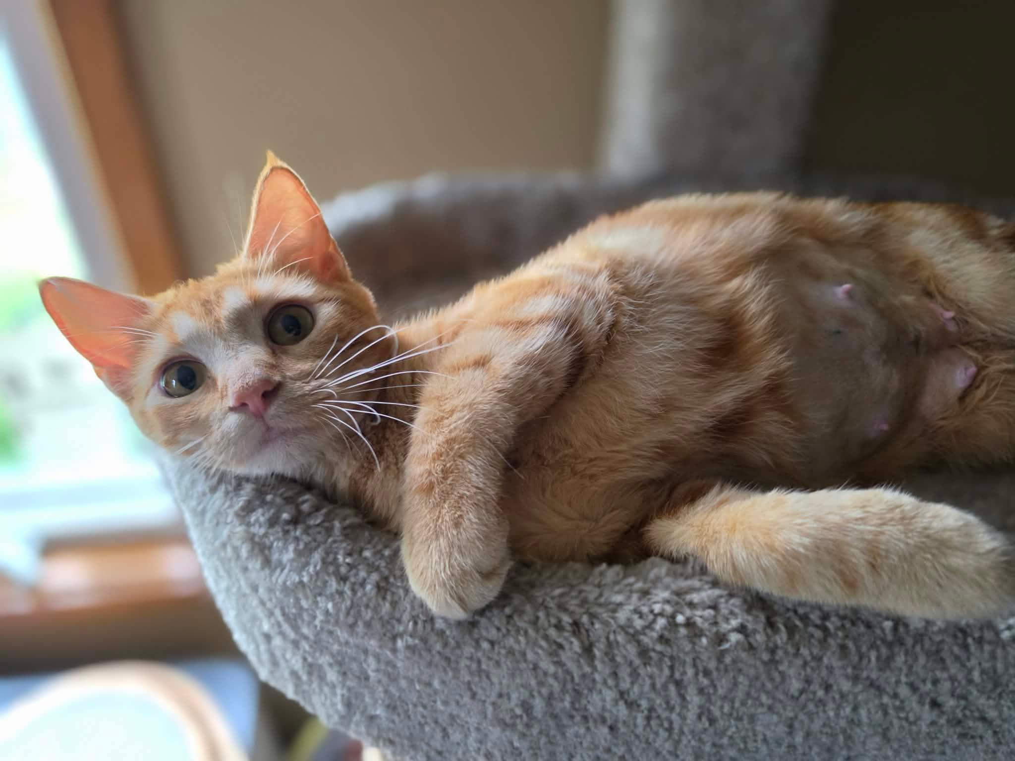 Bonfire, adopted, Adult Female Domestic Short Hair.
