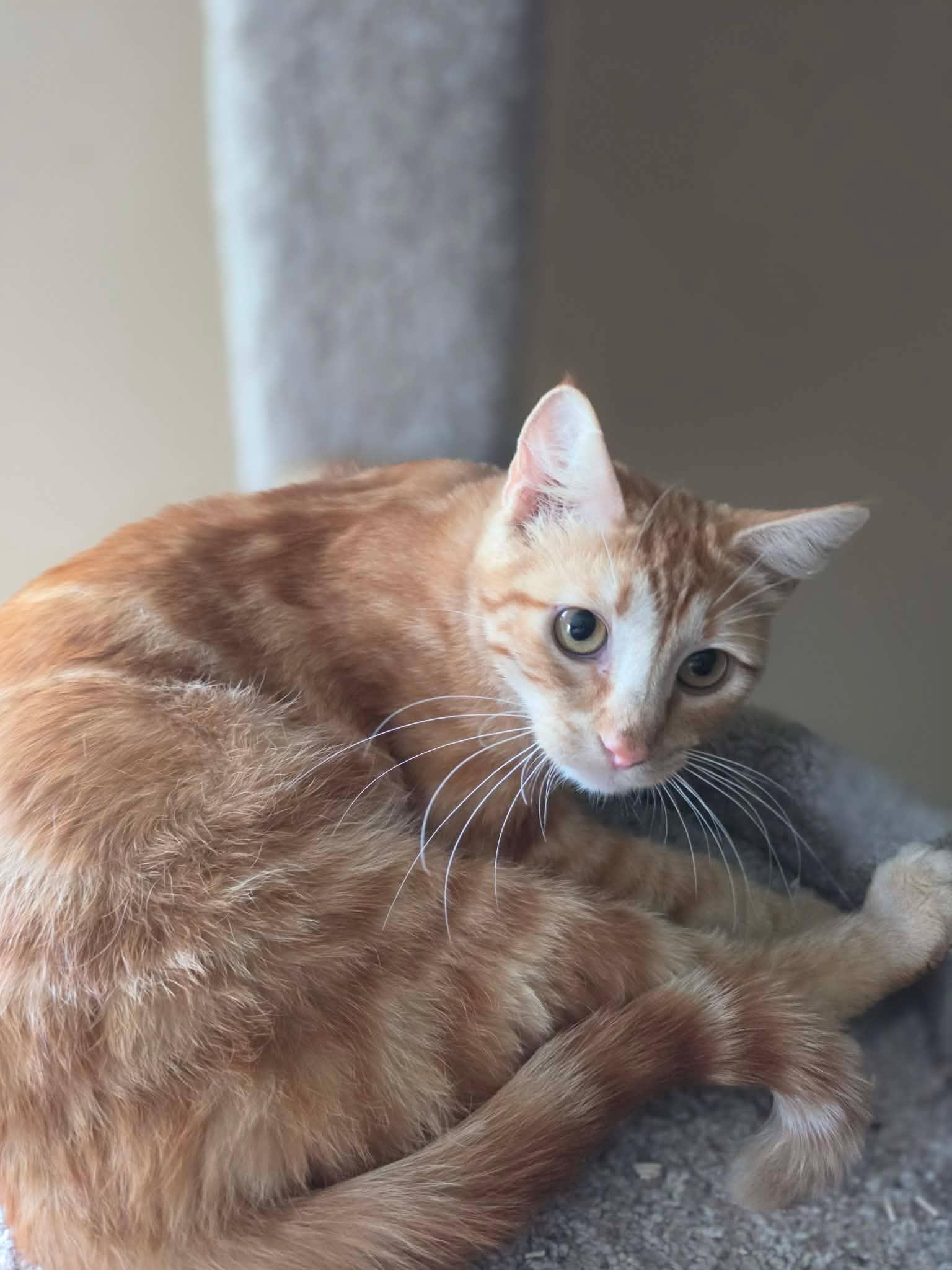 Bonfire, an adopted Domestic Short Hair in Overland Park, KS image 5/6