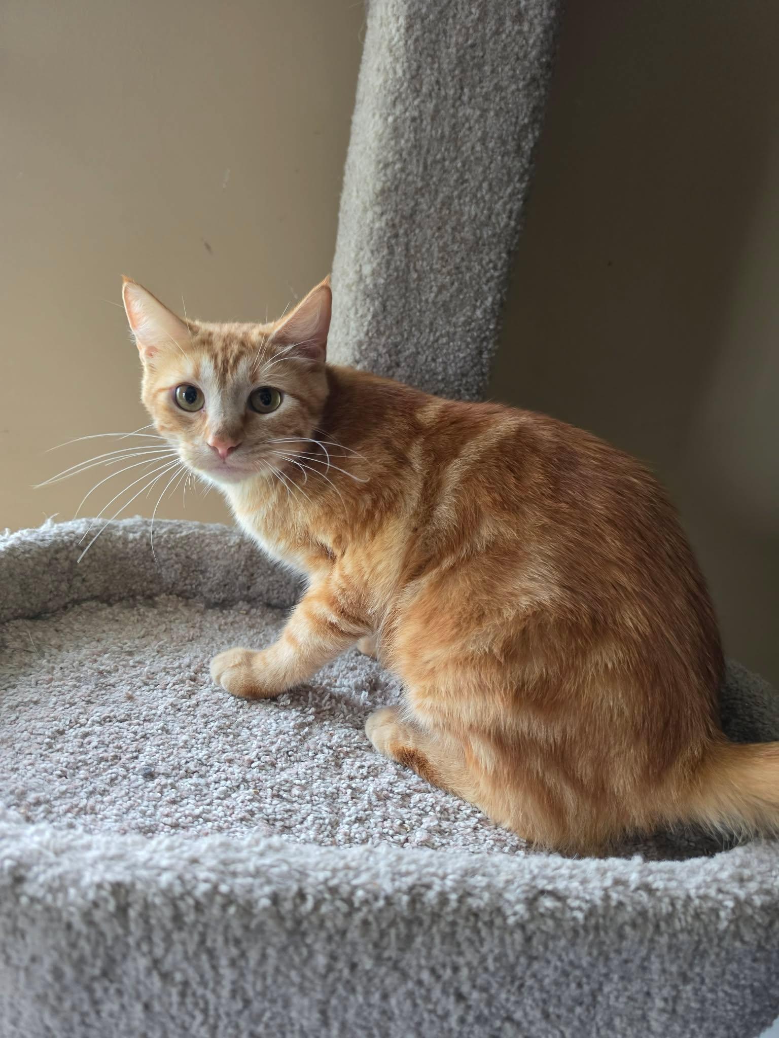 Bonfire, an adopted Domestic Short Hair in Overland Park, KS image 3/6