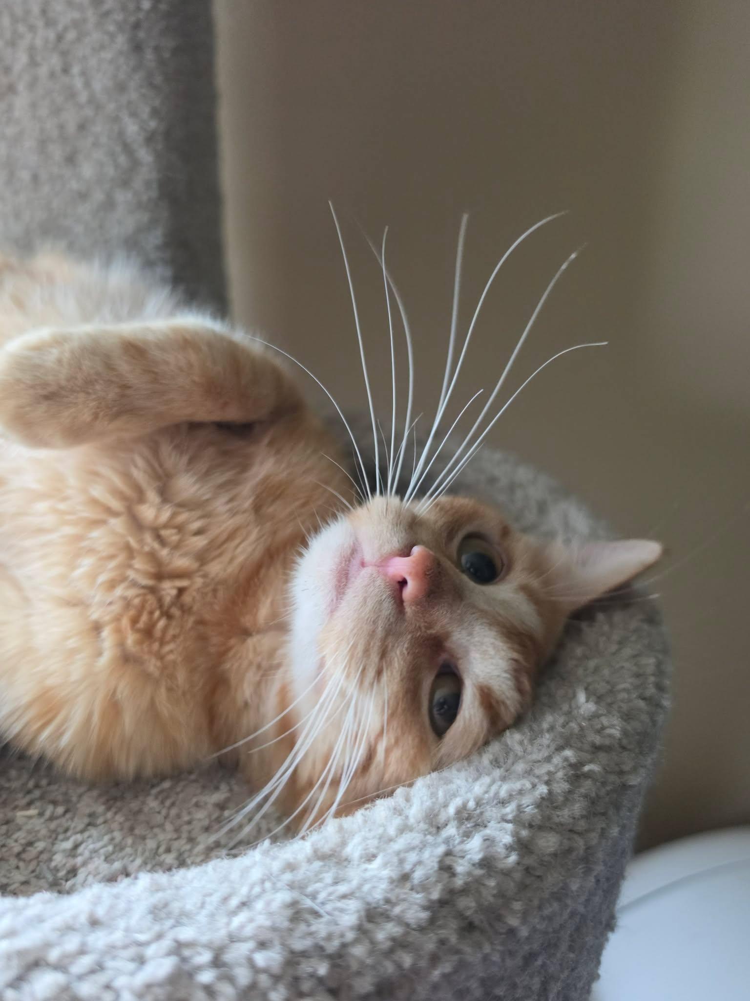 Bonfire, an adopted Domestic Short Hair in Overland Park, KS image 2/6