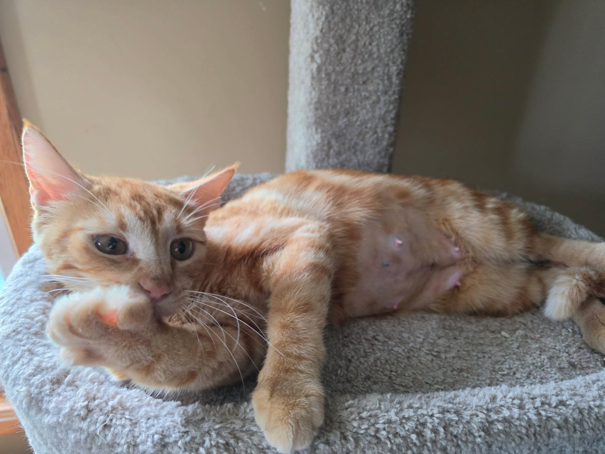 Bonfire, an adopted Domestic Short Hair in Overland Park, KS image 4/6