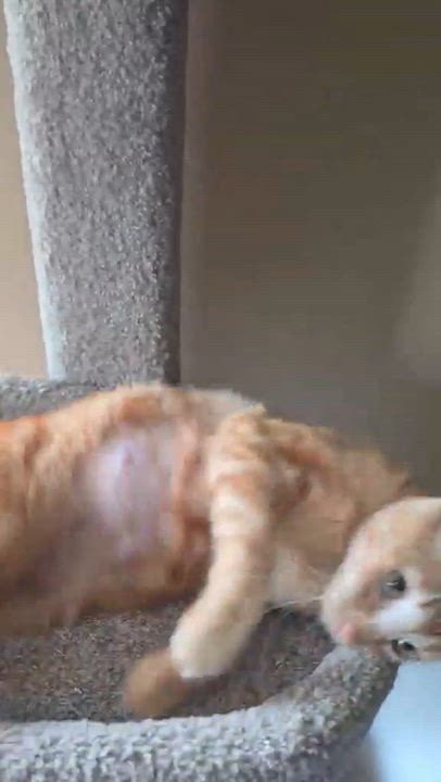 Enlarge Bonfire, an adopted Domestic Short Hair in Overland Park, KS video 6/6