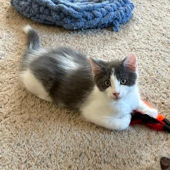 Enlarge Hoosier, a Adoptable Domestic Medium Hair in Winston Salem, NC image 1/3