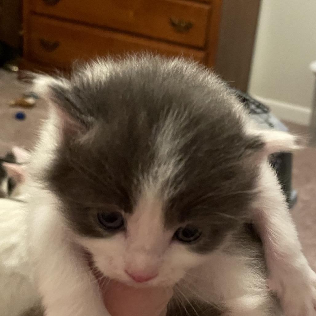 Enlarge Hoosier, a Adoptable Domestic Medium Hair in Winston Salem, NC image 3/3