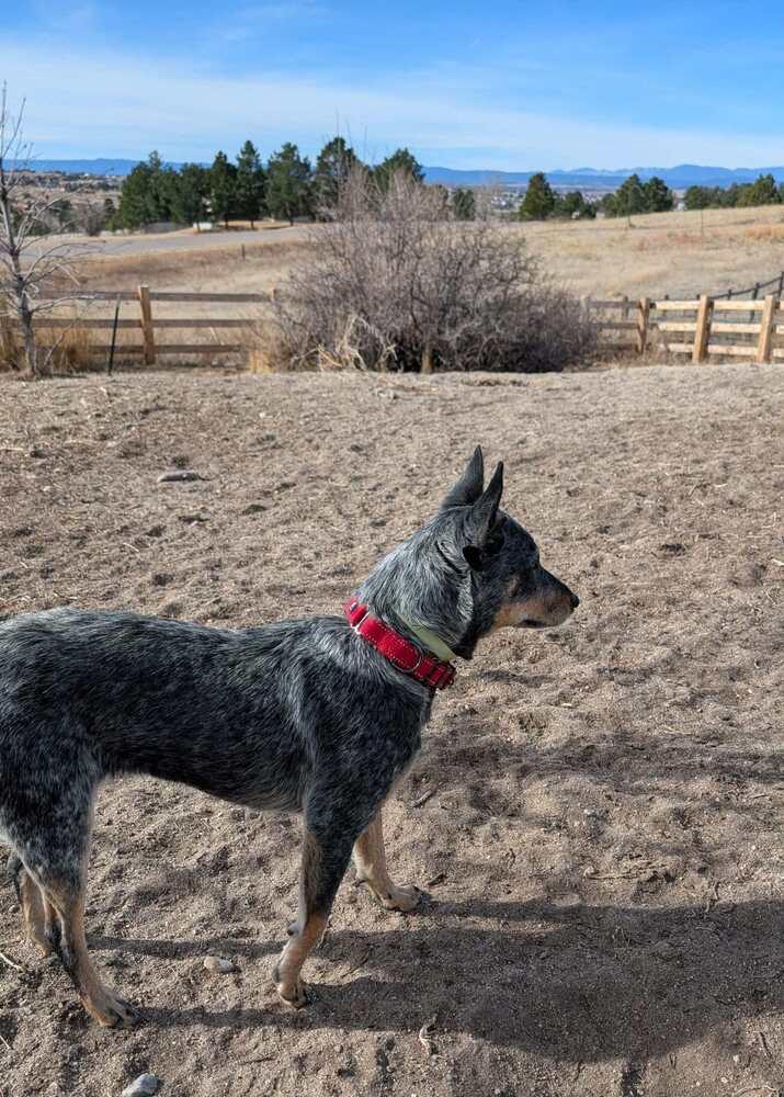 Enlarge Carolina, a Adoptable mixed breed in Parker, CO image 4/6