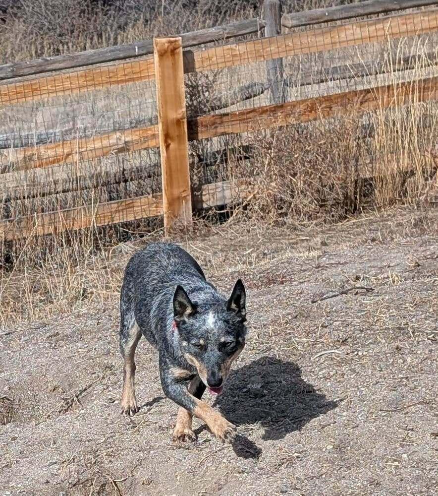 Enlarge Carolina, a Adoptable mixed breed in Parker, CO image 6/6