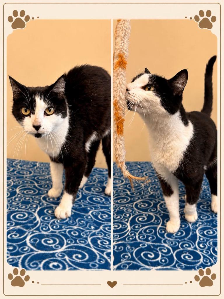 CICI, Adoptable, Adult Female Domestic Short Hair.