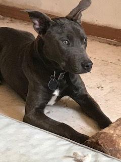 Jonah, Adoptable, Young Male Labrador Retriever.