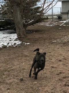 Enlarge Jonah, a Adoptable Labrador Retriever in Westminster, CO image 2/6