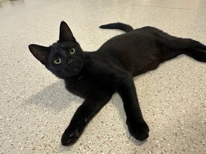 Enlarge LeChonk, a Adoptable mixed breed in Winona, MN image 1/1