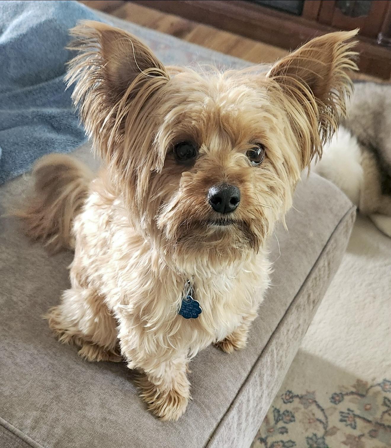Maverick, ADOPTABLE, Senior Male Yorkshire Terrier.