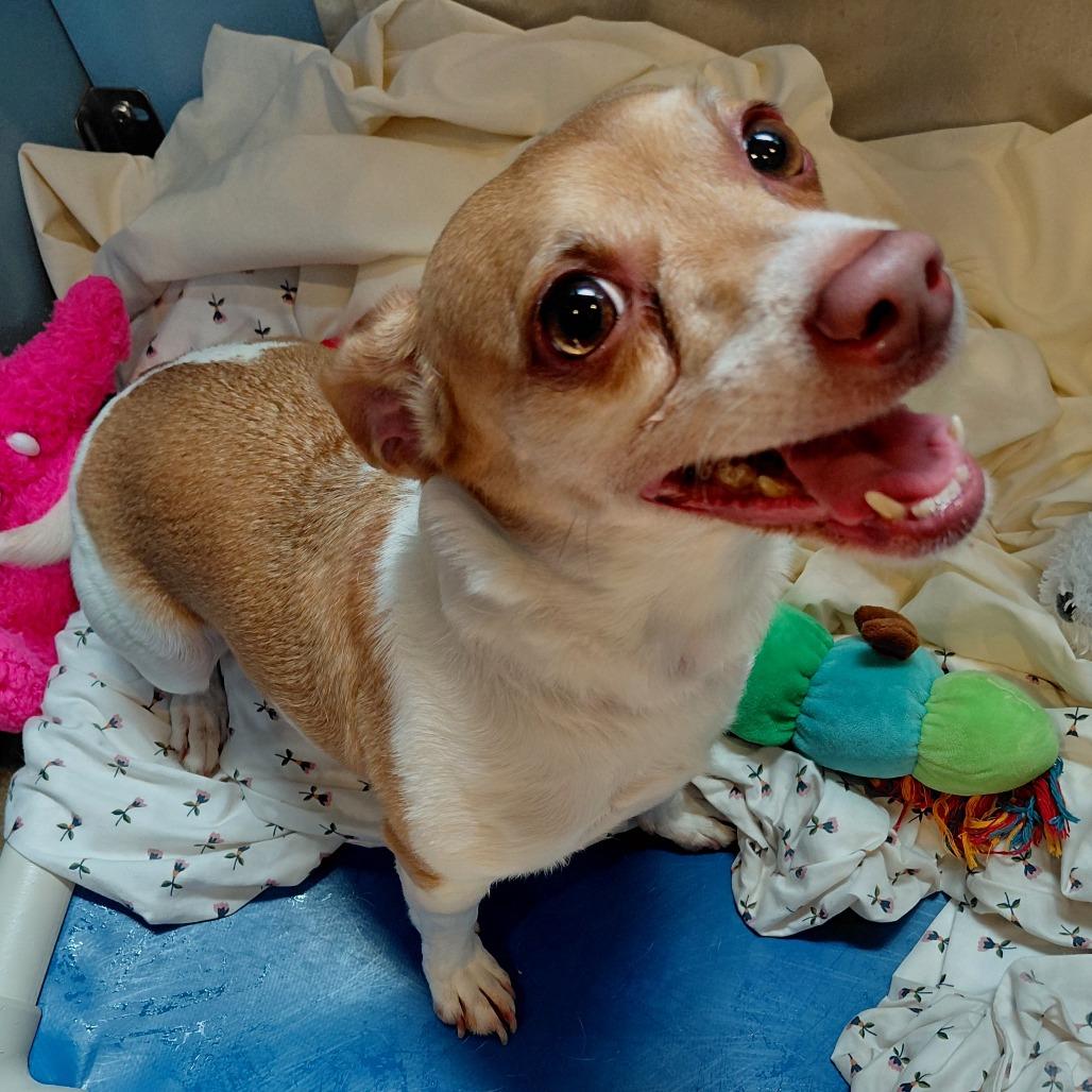Enlarge Roxie Brown, a Adoptable Jack Russell Terrier in Philadelphia, PA image 1/1