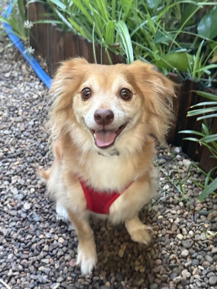 Enlarge Mac N Cheese, a Adoptable mixed breed in Mundelein, IL image 1/1