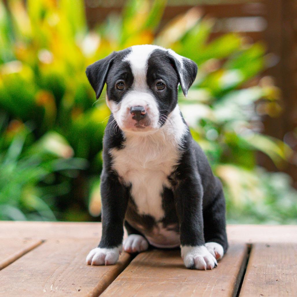 Snicker, Adoptable, Puppy Female Border Collie & Pit Bull Terrier.