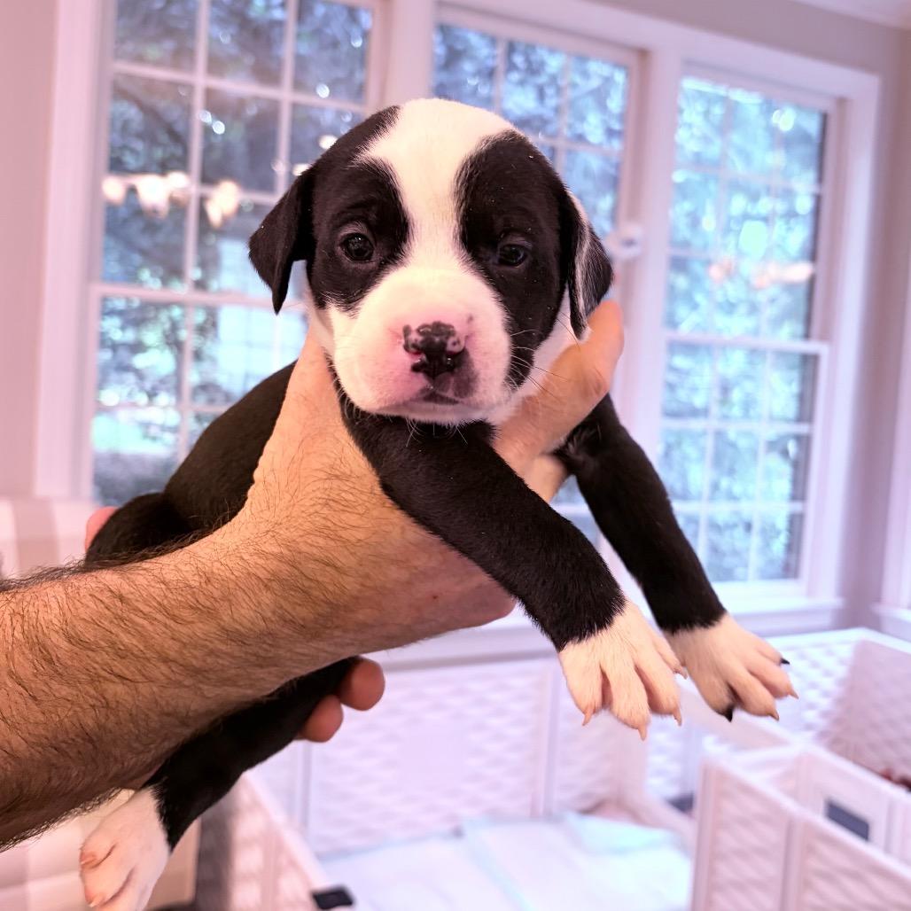Snicker, Adoptable, Puppy Female Border Collie & Pit Bull Terrier.