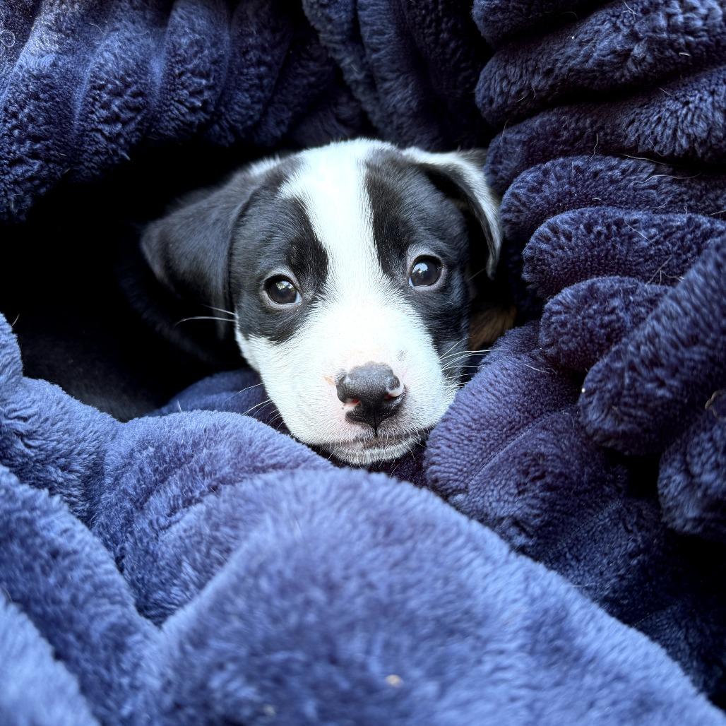 Enlarge Snicker, a Adoptable mixed breed in Durham, NC image 3/6