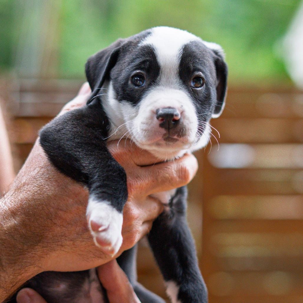 Enlarge Snicker, a Adoptable mixed breed in Durham, NC image 4/6