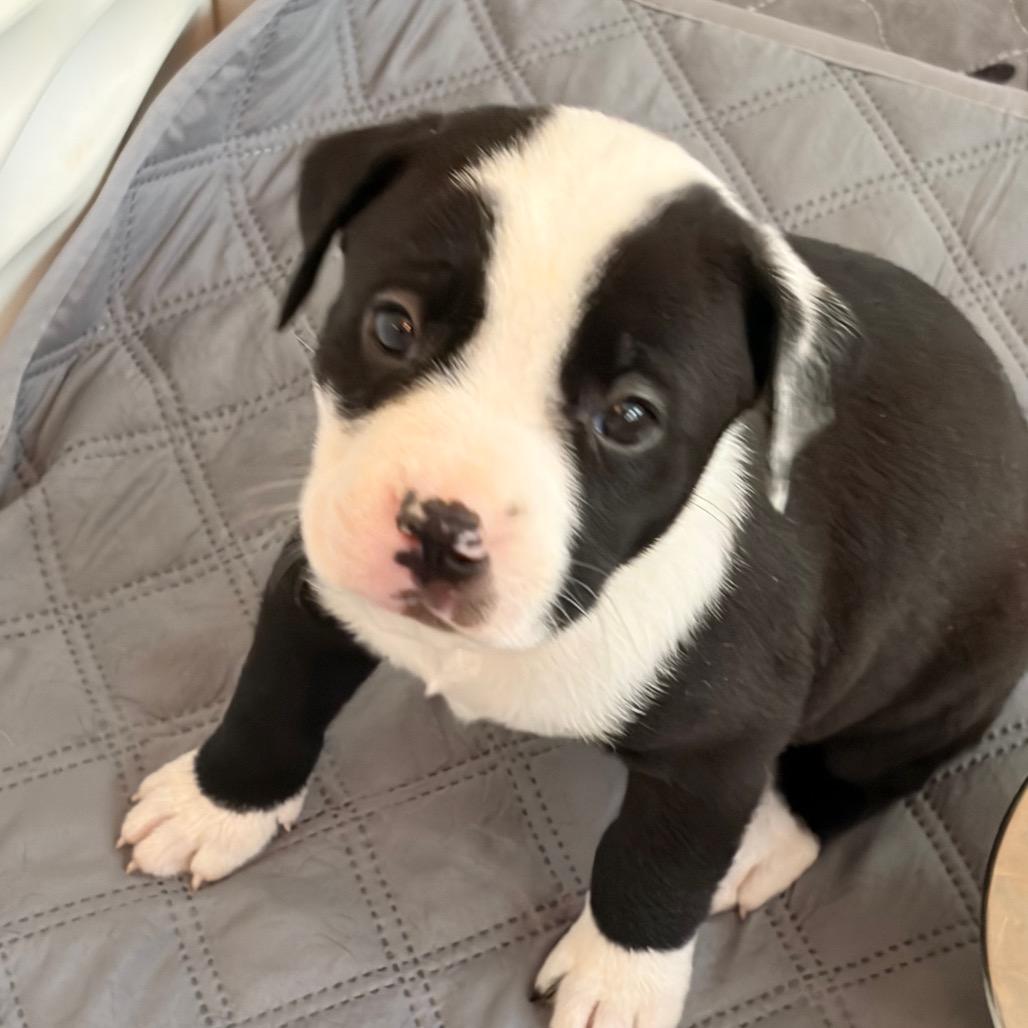 Enlarge Snicker, a Adoptable mixed breed in Durham, NC image 2/3