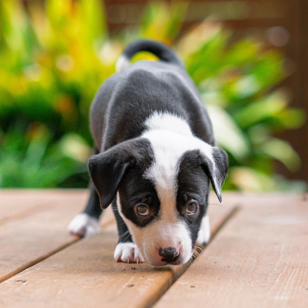 Enlarge Snicker, a Adoptable mixed breed in Durham, NC image 5/6